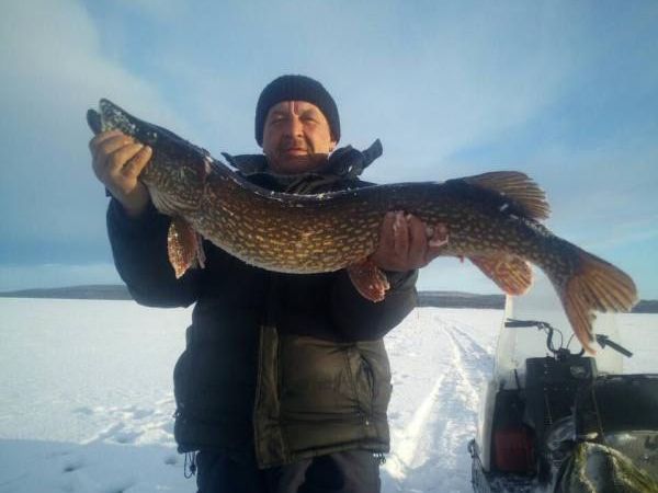 Трофейная щука на Пяозере